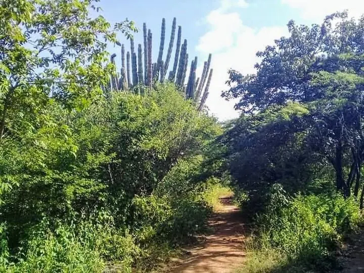 Cabanita En El Bosque Seco Tropical -Microrreserva El Guamacho Santa Marta